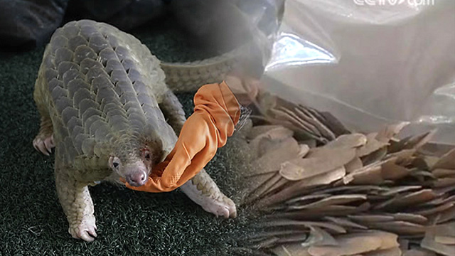 아프리카와 아시아 열대지역에 사는 멸종위기 동물 천산갑(穿山甲, Pangolin). 비늘이 중국에서 약재로 인기가 높다.