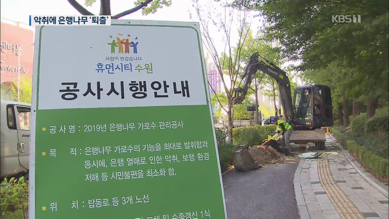 ‘악취 골치’ 은행나무, 가로수 퇴출 움직임